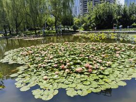 金泰和樾